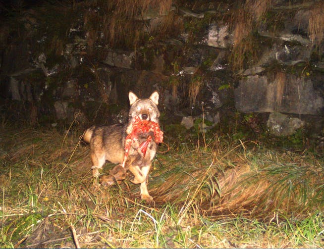 Wölfe haben am Schamserberg erstmals in Graubünden eine Kuh gerissen. Im Symbolbild: Ein Tier das ein Reh gerissen hat.