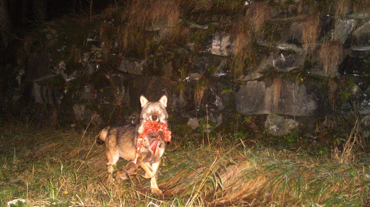 Wolf mit Beute: Nach den jüngsten Rissen gerät das Raubtier zusehends unter Druck.  (Archivbild) (Amt für Jagd und Fischerei Graubünden)