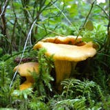 Im Juli und bis Mitte August fanden die Pilzsammler in den Fricktaler Wäldern unter anderen viele Eierschwämmli. (Walter Schwager (13. August 2011))
