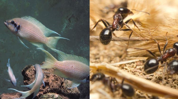 Buntbarsche kommen selten alleine – ebenso die Ameisen, die im Zoo Basel nur in Kolonien gezählt werden. (bz-Archiv)