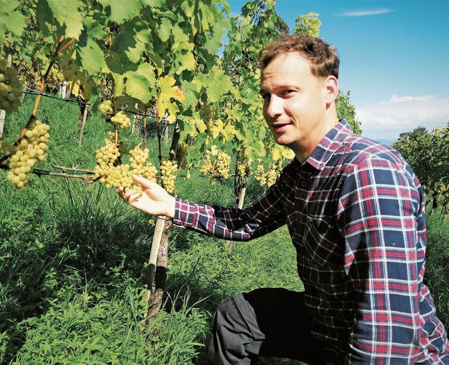Dionys Wyss, Geschäftsführer Haubensak Weine, im Rebberg zwischen Geserhus und Rinova in Rebstein. Den richtigen Erntezeitpunkt zu finden sei herausfordernd und entscheidend für die Weinqualität.
