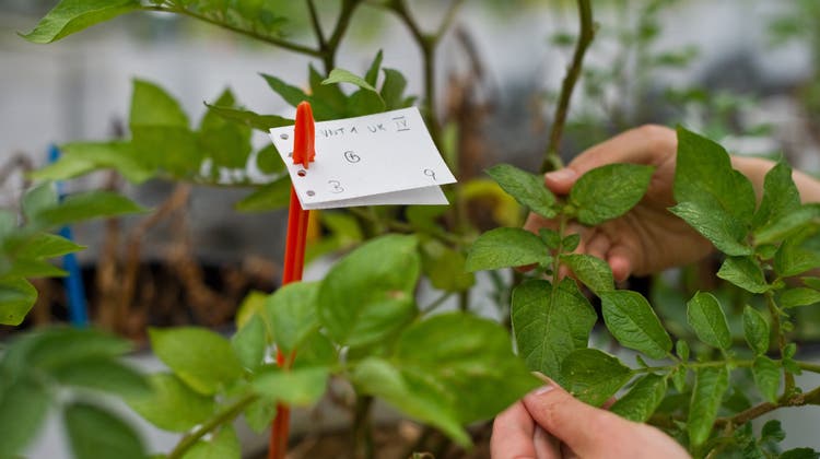 In der Forschungsanstalt Agroscope im Reckenholz in Zürich-Affoltern finden seit Jahren Versuche mit gentechnisch veränderten Pflanzen statt. (Bild: Coralie Wenger)
