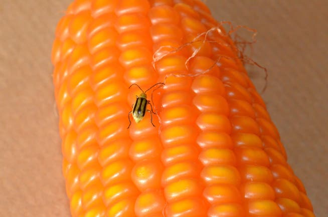 Der Maiswurzelbohrer ist ein gefährlicher Schädling für Maispflanzen.