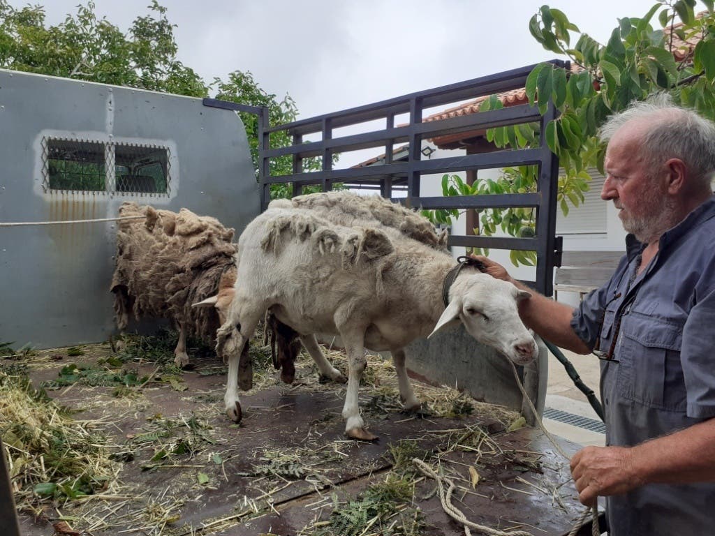 Herbert und Vevi Eppelsheimer wurden wegen einiger verwahrlosten Tiere zu Hilfe gerufen. Die Schafe und Ziegen waren wohl bereits längere Zeit nicht richtig gepflegt worden.