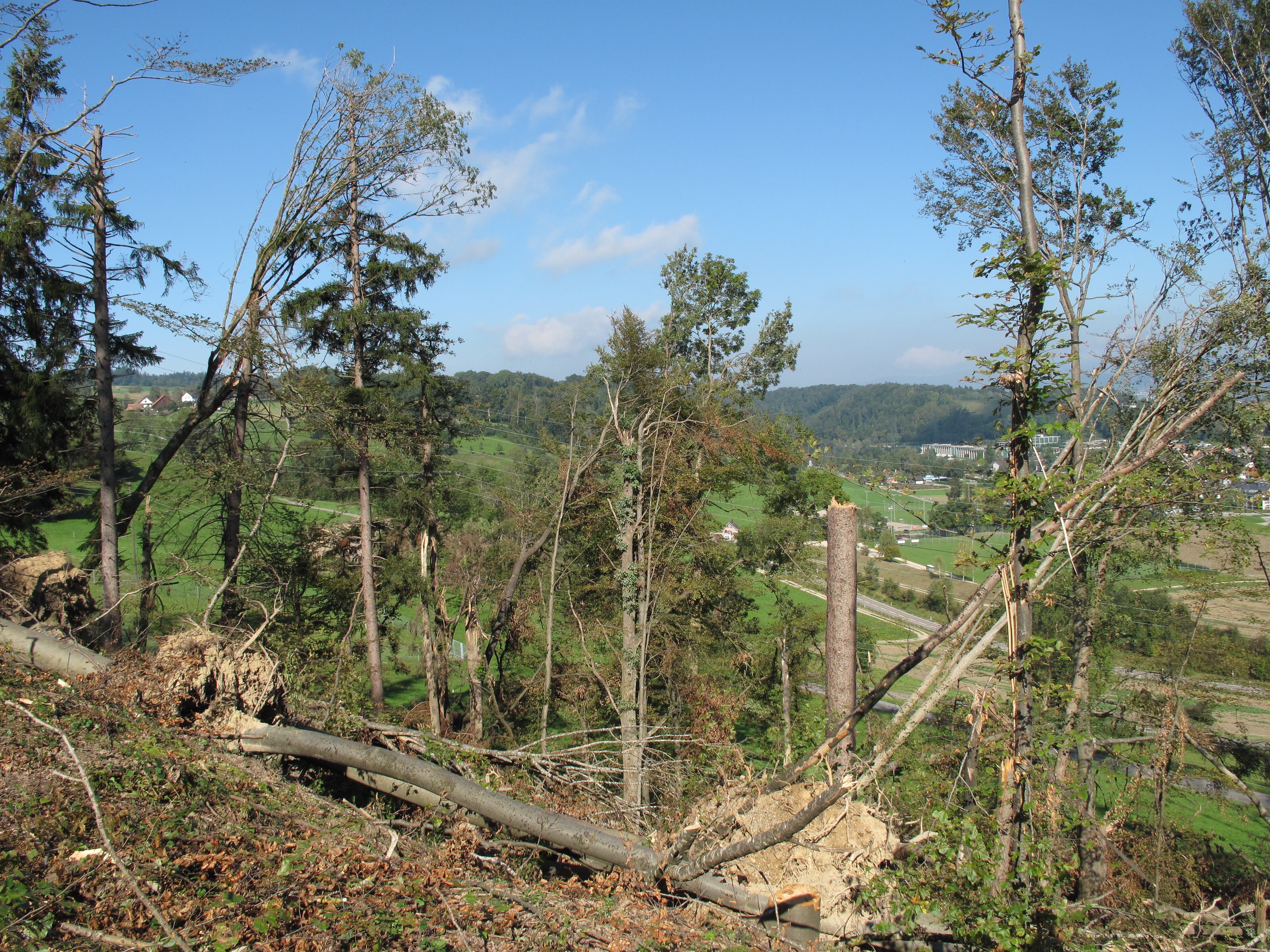 Die meisten noch intakten Bäume müssen gefällt werden. Dies, weil sie durch die Schäden an benachbarten Bäumen in Mitleidenschaft gezogen worden sein könnten.