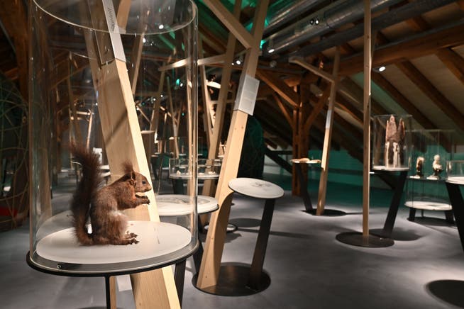 Bis am 18. April 2022 gibt die Sonderausstellung «Eichhörnchen» im Naturmuseum Olten Einblick in das Leben der Eichhörnchen, aber auch artverwandter Hörnchen aus aller Welt. 