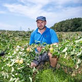 Bild der Verwüstung: Im Juli zerstörten Hagel und Winde Markus Mörgelis gesamte Apfelplantage. (Alex Spichale (23. Juli 2021))