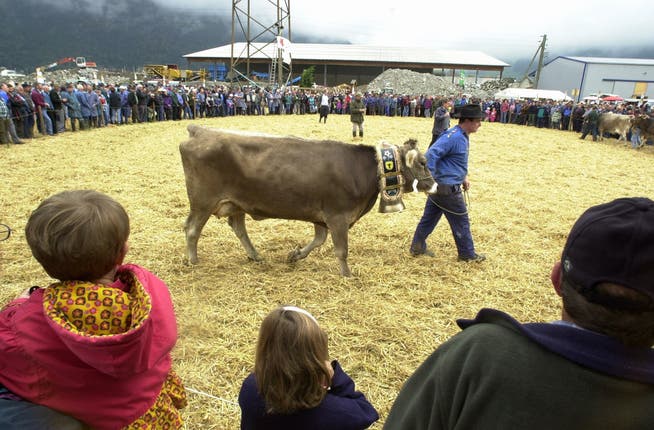 Die jährliche Viehausstellung hat in Schattdorf Tradition.