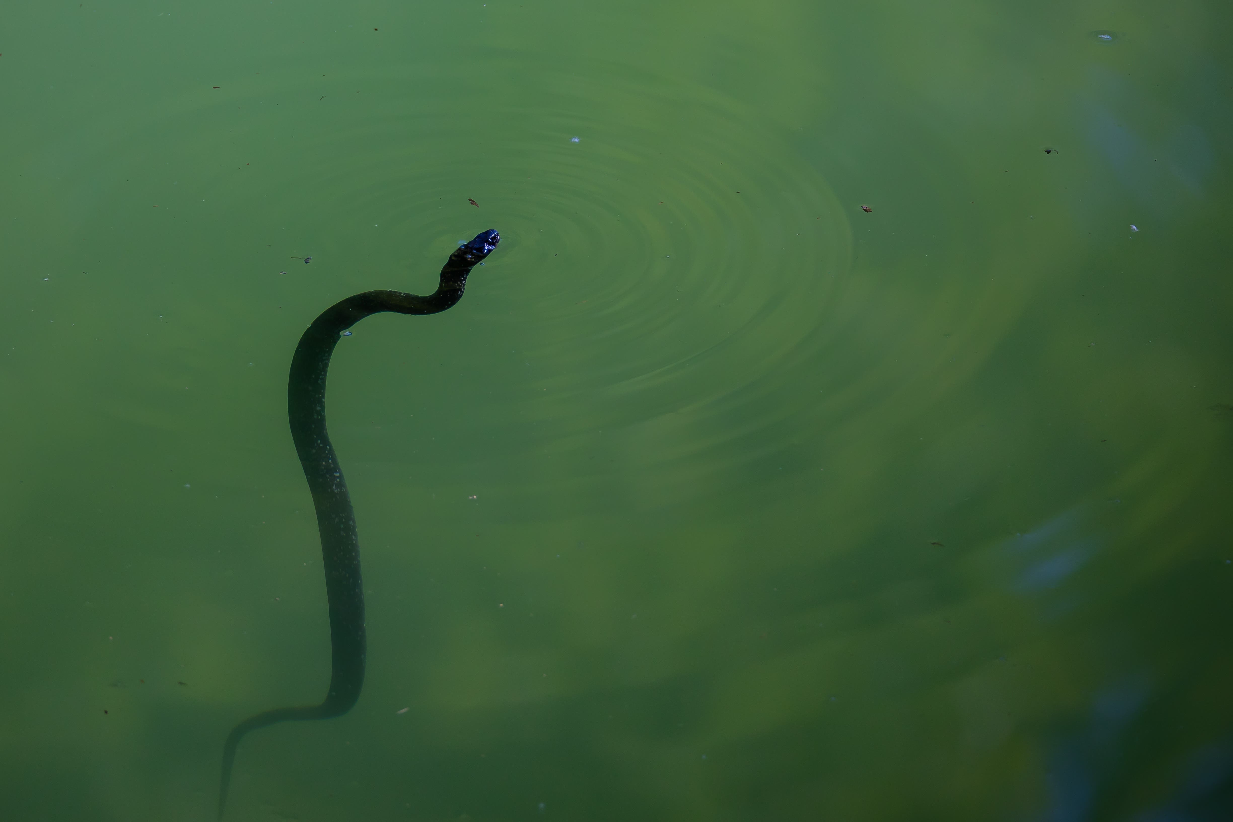 Eine Ringelnatter durchschwimmt das grüne Wasser des Tümpels bei Glanzenberg, immer einen Zungenschlag Richtung den jungen Haubentauchern.