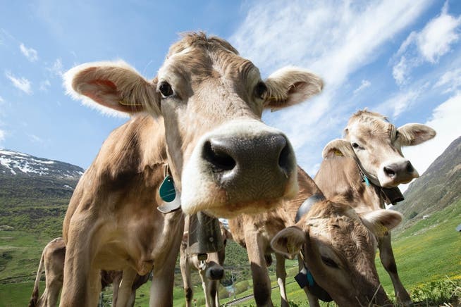 Kühe müssen bereits bestehende pflanzliche Kunststoffe in ihrer Nahrung verdauen. 