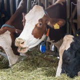 Milchkühe bekommen im Stall am Mittag zusätzlich ein Gemisch aus Heu und Mais nach dem Weiden auf der Wiese. (Alex Spichale / AGR)