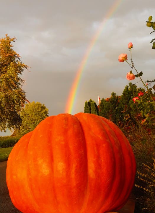 Leser Jürg Wiesli hat den Regenbogen passend zum Herbst aus einem Kürbis aufsteigend festgehalten.