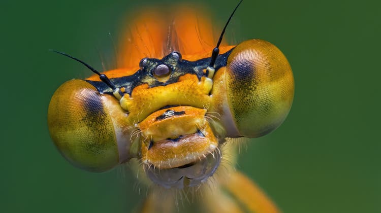 Insekten auf dem Rückzug: Retten, was noch zu retten ist