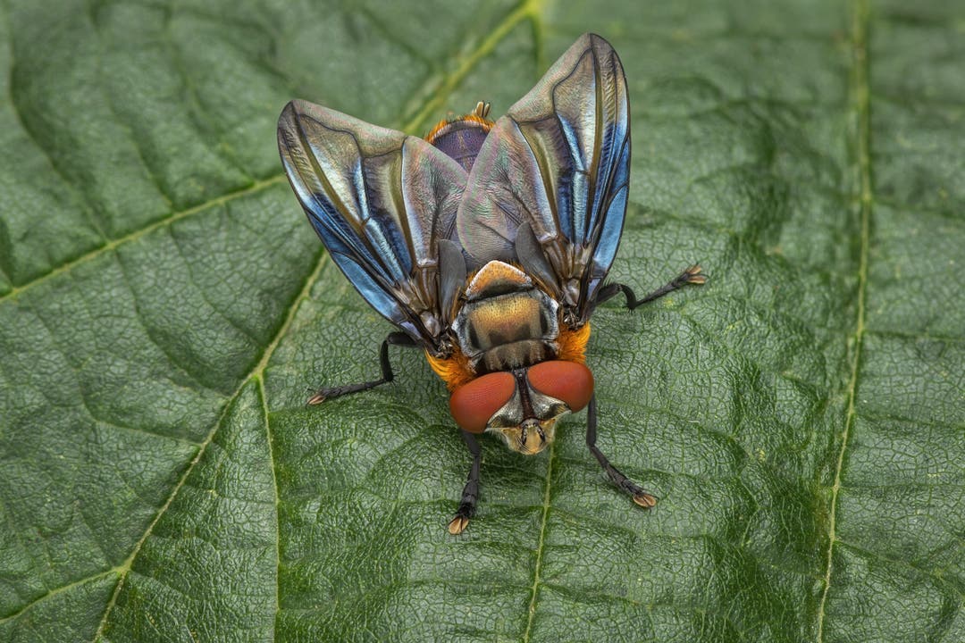 Die Zweiflügler, zu denen diese Wanzenfliege gehört, sind eine der artenreichsten Insektengruppen.