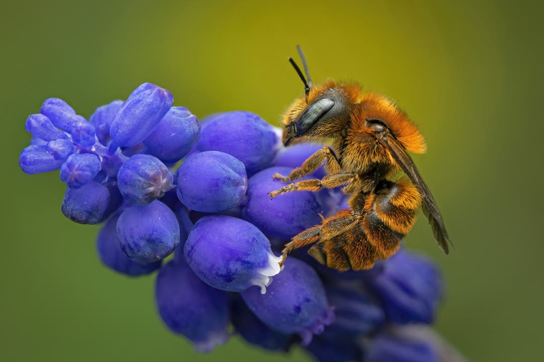 Häufig ist dagegen die Goldene Schneckenhaus-Mauerbiene, die tatsächlich in Schneckenhäuschen nistet. 
