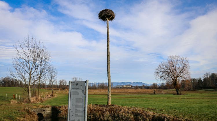 In diesem Nest im Naturschutzgebiet Buriet/Buechsee lebt ein Storchenpaar. (Bild: Alain Rutishauser)
