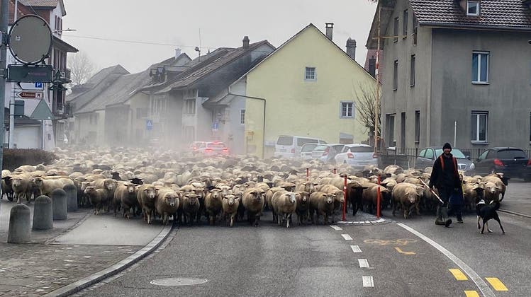 600 Schafe, ein Hirte und ein Hirtenhund ziehen vom Gäu ins Thal. Im Bild: Balsthal. (Kapo Solothurn)