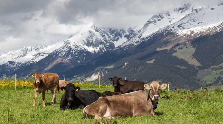 Pflanzenkohle sorgt dafür, dass die Kühe beim Verdauen weniger Klimagase bilden. (Keystone)