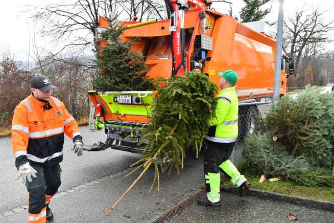 Mitarbeiter des städtischen Werkhofs Olten entsorgen im Gebiet Kleinholz abgeschmückte Weihnachtsbäume.