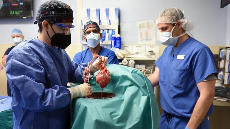 Erstmals hat ein Ärzteteam einem Patienten erfolgreich ein Schweineherz eingesetzt. (Bild: University Of Maryland School Of Medicine)