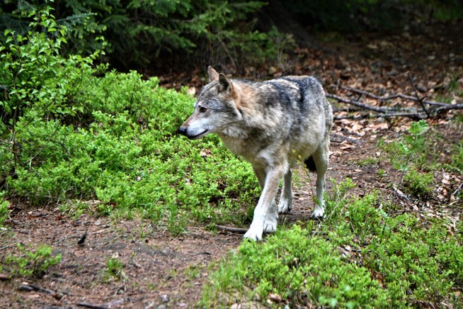 Ein Wolf auf der Jagd.