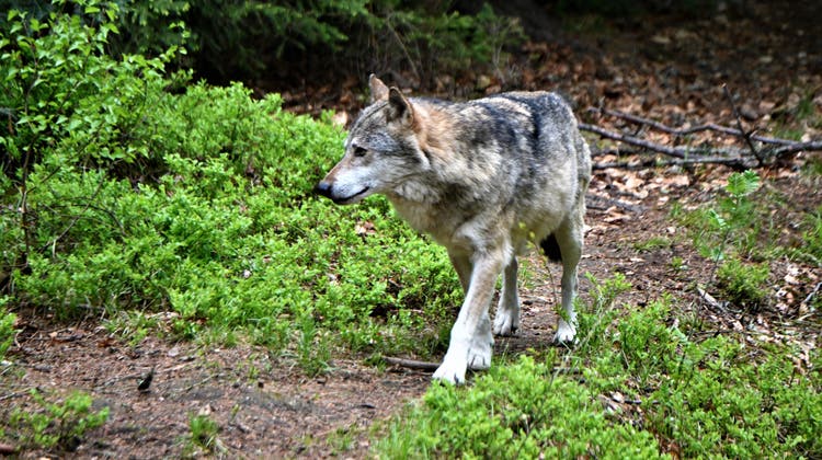 Symbolbild Wolf. Im Schwarzwald leben jetzt schon drei Wölfe. (Romano Cuonz / Obwaldner Zeitung)