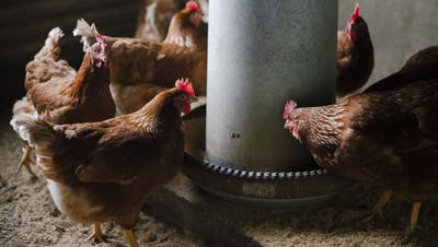 Schweizer Hühner sind im Moment durch das Vogelgrippe-Virus gefährdet. (Bild: Michael Buholzer / Keystone)