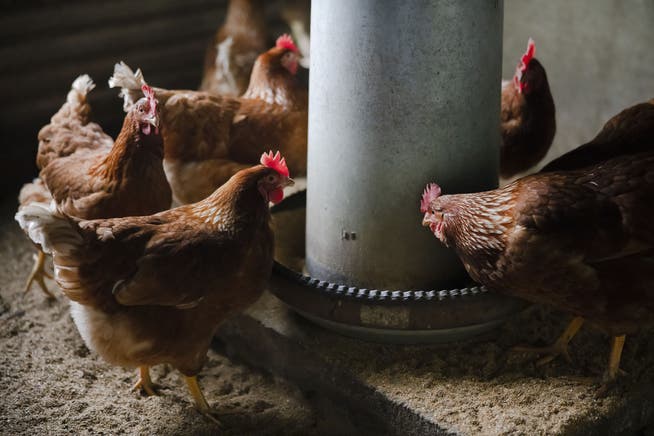 Schweizer Hühner sind im Moment durch das Vogelgrippe-Virus gefährdet.