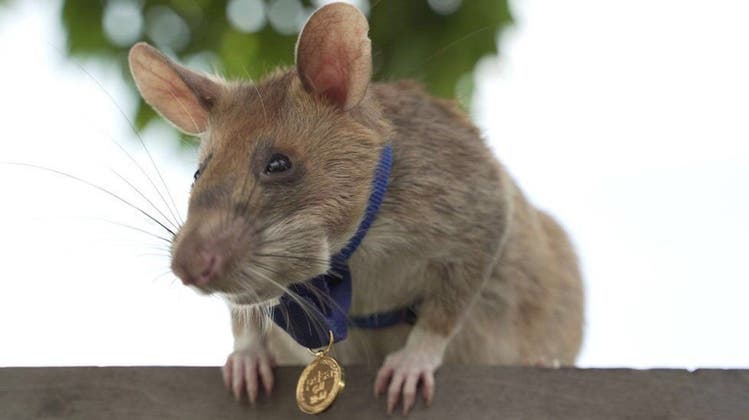 Die berühmteste Minensuch-Ratte Magawa ist tot