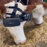 Bauer gaukelt seinen Kühen mit VR-Brillen grüne Wiesen vor