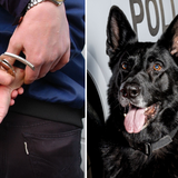 Polizeihund Kantos verfolgte drei Einbrecher. (Kapo AG)
