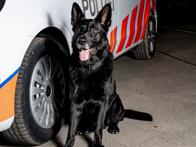 Polizeihund Kantos verfolgte drei Einbrecher.