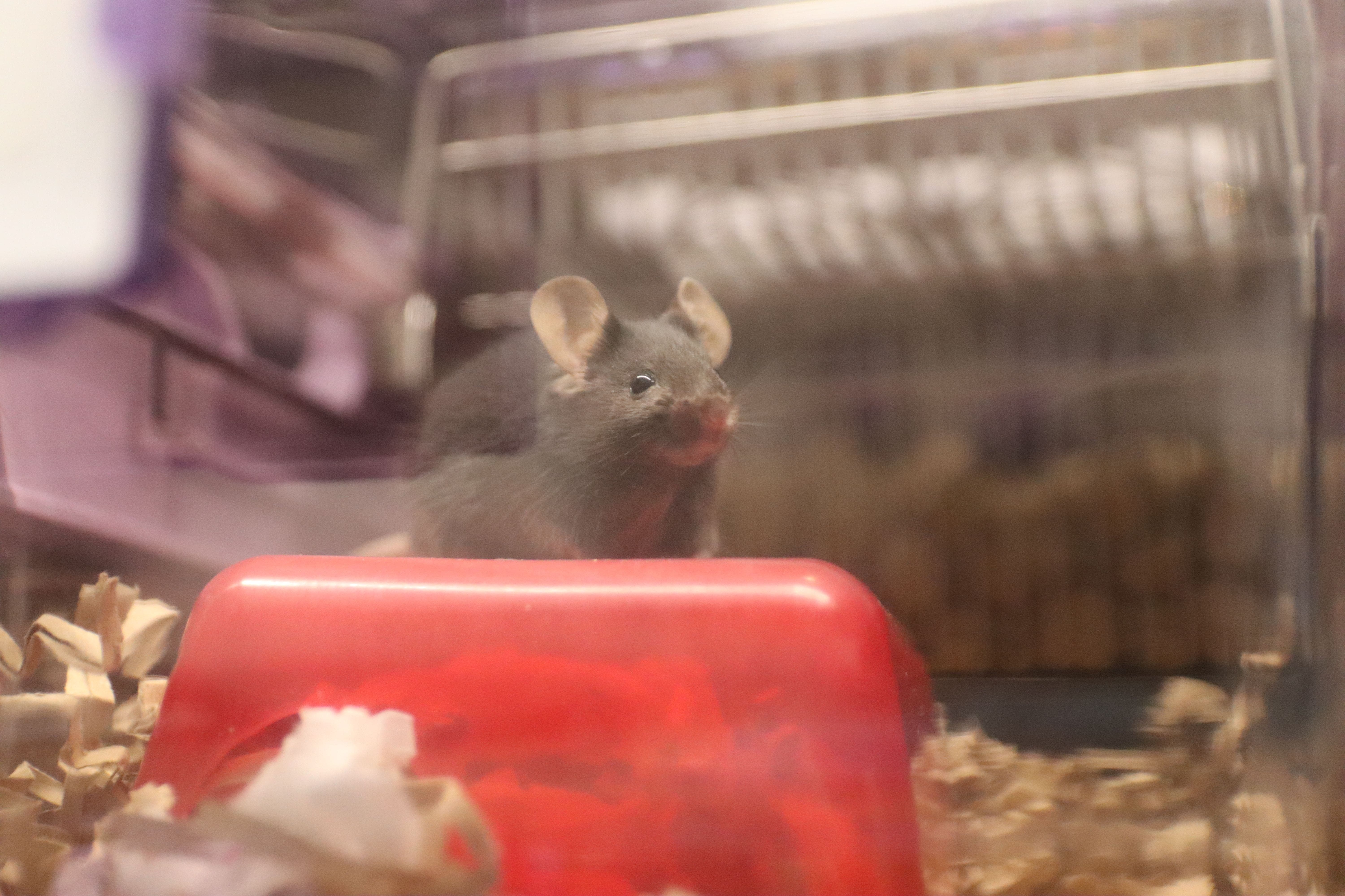 Süsse Knopfaugen schauen in eine unsichere Zukunft: Die Mäuse im Schlieremer Wagi-Areal werden oft für die Forschung an Krebs, Alzheimer und Demenzerkrankungen gezüchtet.