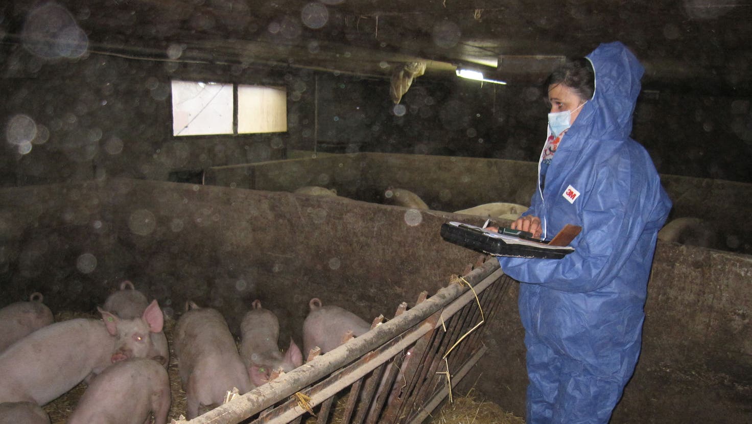 Anne-Kathrin Witschi vom kantonalen Veterinärdienst bei einer Tierschutzkontrolle in einem Schweinestall. (zvg / Aargauer Zeitung)