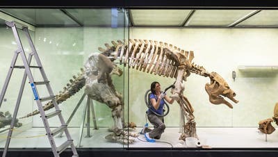 Das Sauriermuseum Aathal hat der Uni vier Dinosaurier-Skelette geschenkt. (Archivbild) (Keystone)