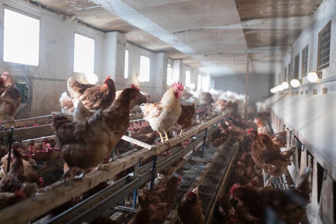 Die Hühner des betroffenen Betriebs müssen vorsorglich geschlachtet werden. (Symbolbild)