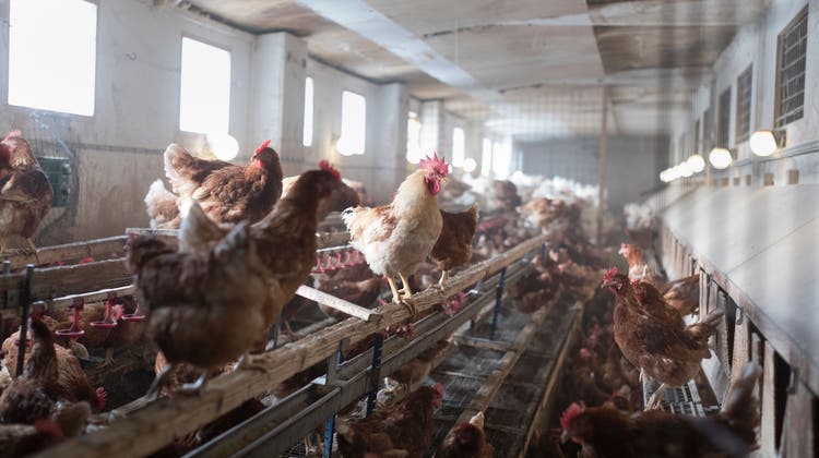 Die Hühner des betroffenen Betriebs müssen vorsorglich geschlachtet werden. (Symbolbild) (Keystone)