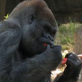 Im Alter von 61 Jahren: Ältester männlicher Gorilla der Welt gestorben