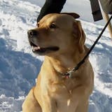 Verschüttete aufspüren im Schnee: Ein Besuch im Training der Lawinensporthunde
