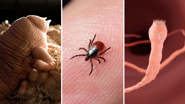 Diese Parasiten können auf uns leben: Die Haarbalgmilbe, der Gemeine Holzbock und der Fuchsbandwurm.