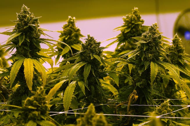 In Olten wird eine Befragung zum Thema regulierter Cannabisverkauf durchgeführt (Symbolbild).