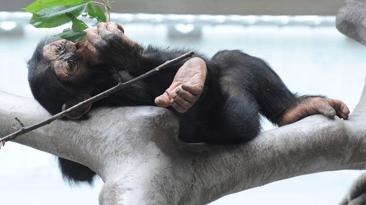 Grundrechte für Primaten haben in Basel-Stadt keine Chance. (Keystone)
