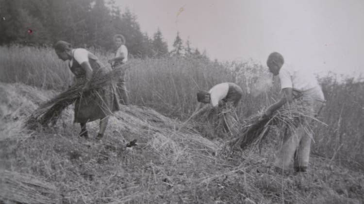 Frauen, Kinder und alte Männer mussten lernen, Getreide zu ernten. (Bild: PD)