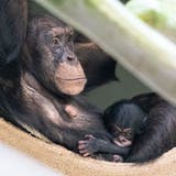Alle Affen sind Nesthocker – oder besser gesagt Traglinge. Sie werden vom Muttertier, später auch von Familienmitgliedern, getragen. (Zoo Basel)