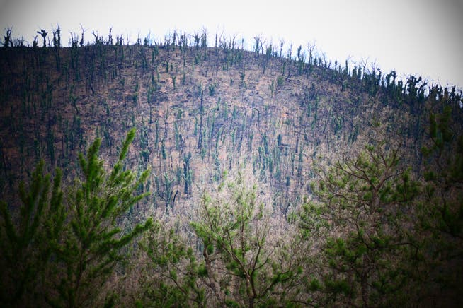 Clean-up continues after wildfires in Australia Whale fire in Australia: This inland hill on the Australian coast was once an important koala habitat. Even two years after the fire, nature has recovered very little.