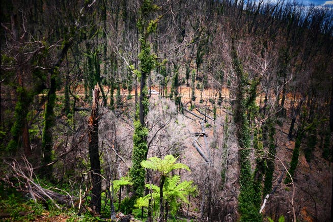 Clean-up continues after wildfires in Australia Whale fires in Australia: forests that experienced firestorms are slow to recover – or not at all.