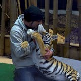 Von der Mutter verstossen: Schweizer Zooleiter adoptiert ein Tigerbaby und zieht es von Hand auf