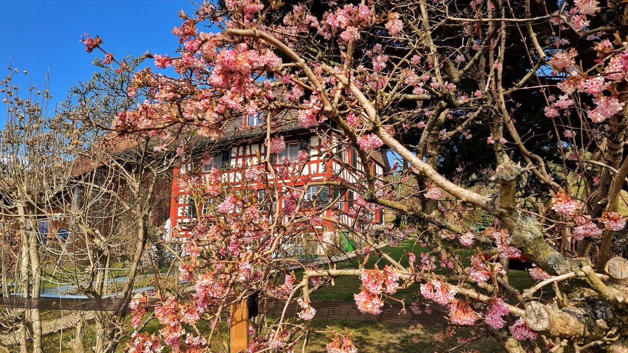 Jetzt kommt der Frühling mit grossen Schritten, hier in Weinfelden.