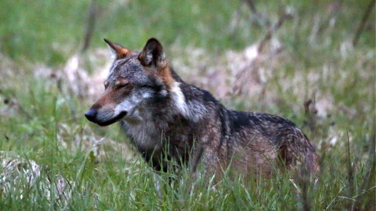 Die junge Wölfin gehörte zum Wolfsrudel Val d’Hérens. (Symbolbild) (Keystone)