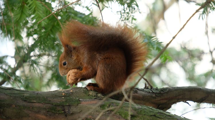 Den Eichhörnchen beim Einsammeln der Nüsse zuzuschauen, gehört zum Herbst dazu. (Symbolbild: Jacqueline Schetty)